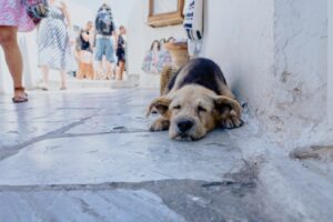 Urlaub mit Hund in Griechenland: Einreise, Klima und die richtige Vorbereitung