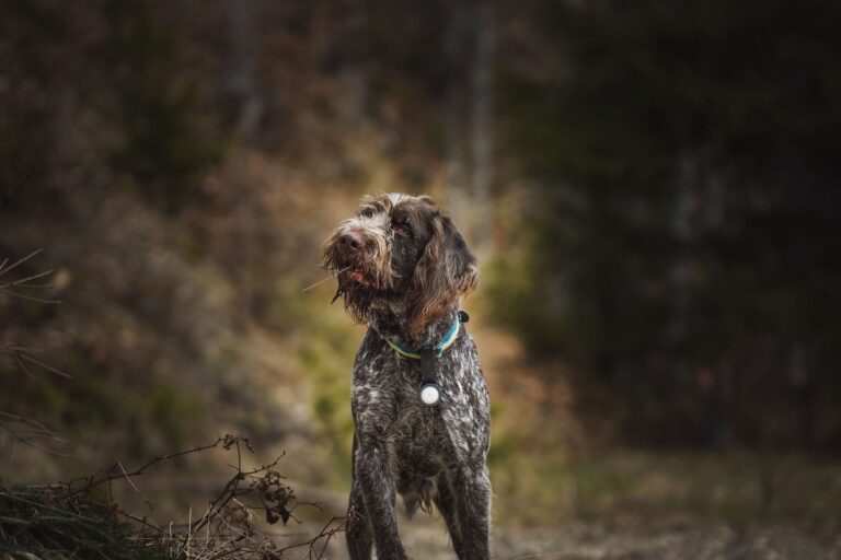 Maulkorb für Hunde: Der richtige für Ihren Hund