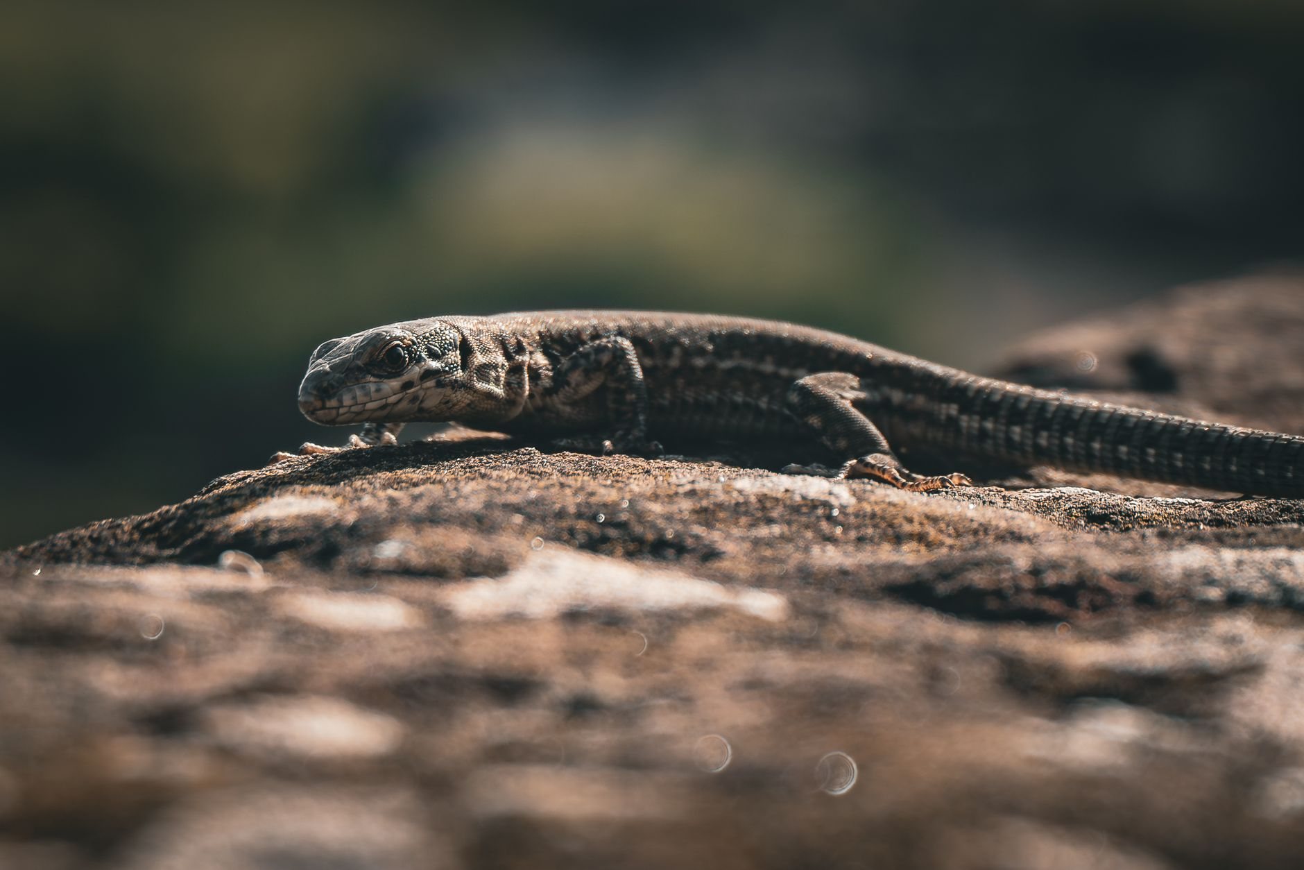 El Hierro Lagarto als Haustier: Was Halter wissen müssen