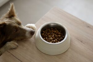 Dürfen Hunde Weißwurst essen? Was Tierhalter über Essensreste für Haustiere wissen sollten