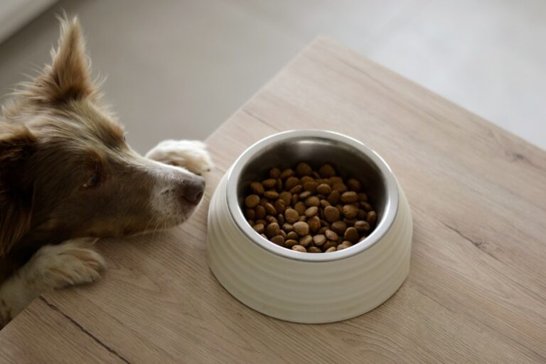 Dürfen Hunde Weißwurst essen? Was Tierhalter über Essensreste für Haustiere wissen sollten