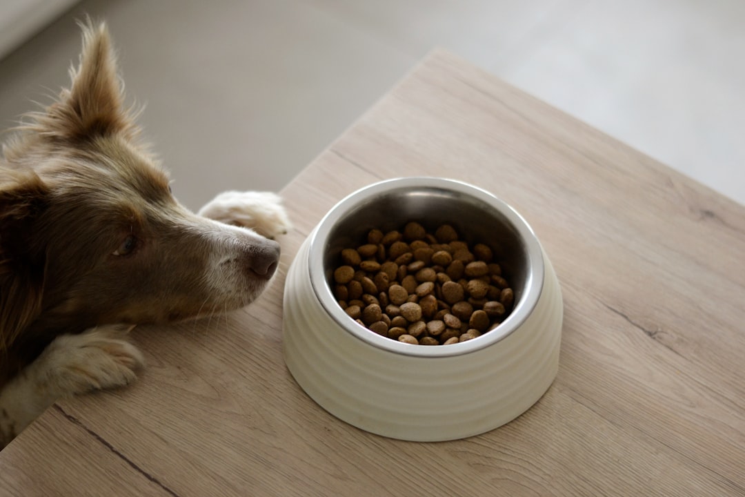 Dürfen Hunde Weißwurst essen? Was Tierhalter über Essensreste für Haustiere wissen sollten