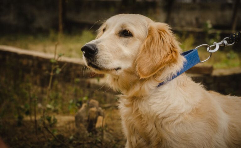 Hund im Auto: Sicherheit, Transport und Pflege