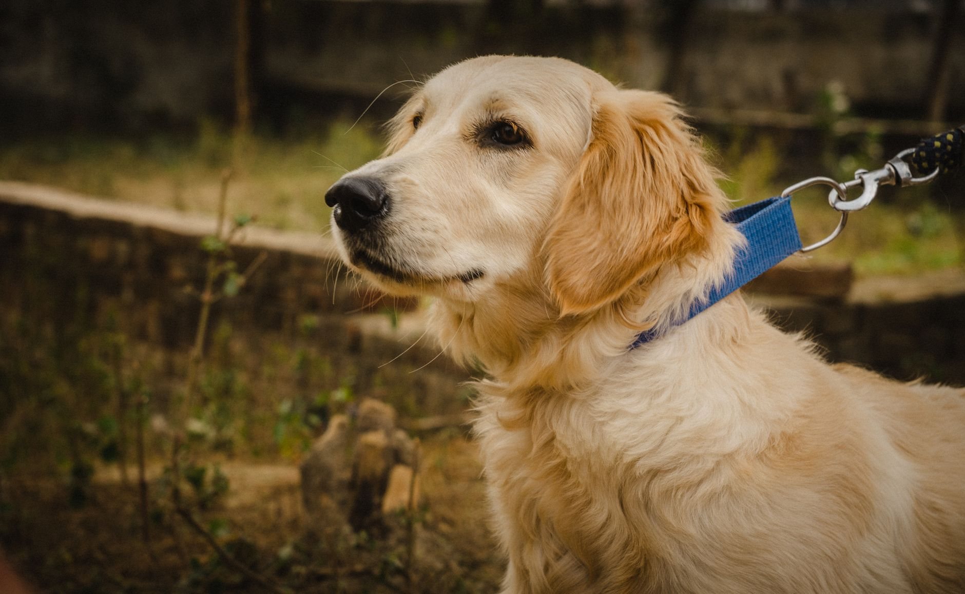 Hund im Auto: Sicherheit, Transport und Pflege