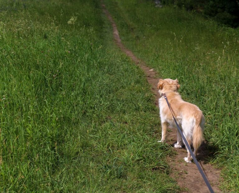 Hund nach Tansania: Risiken, Impfpflichten 2026