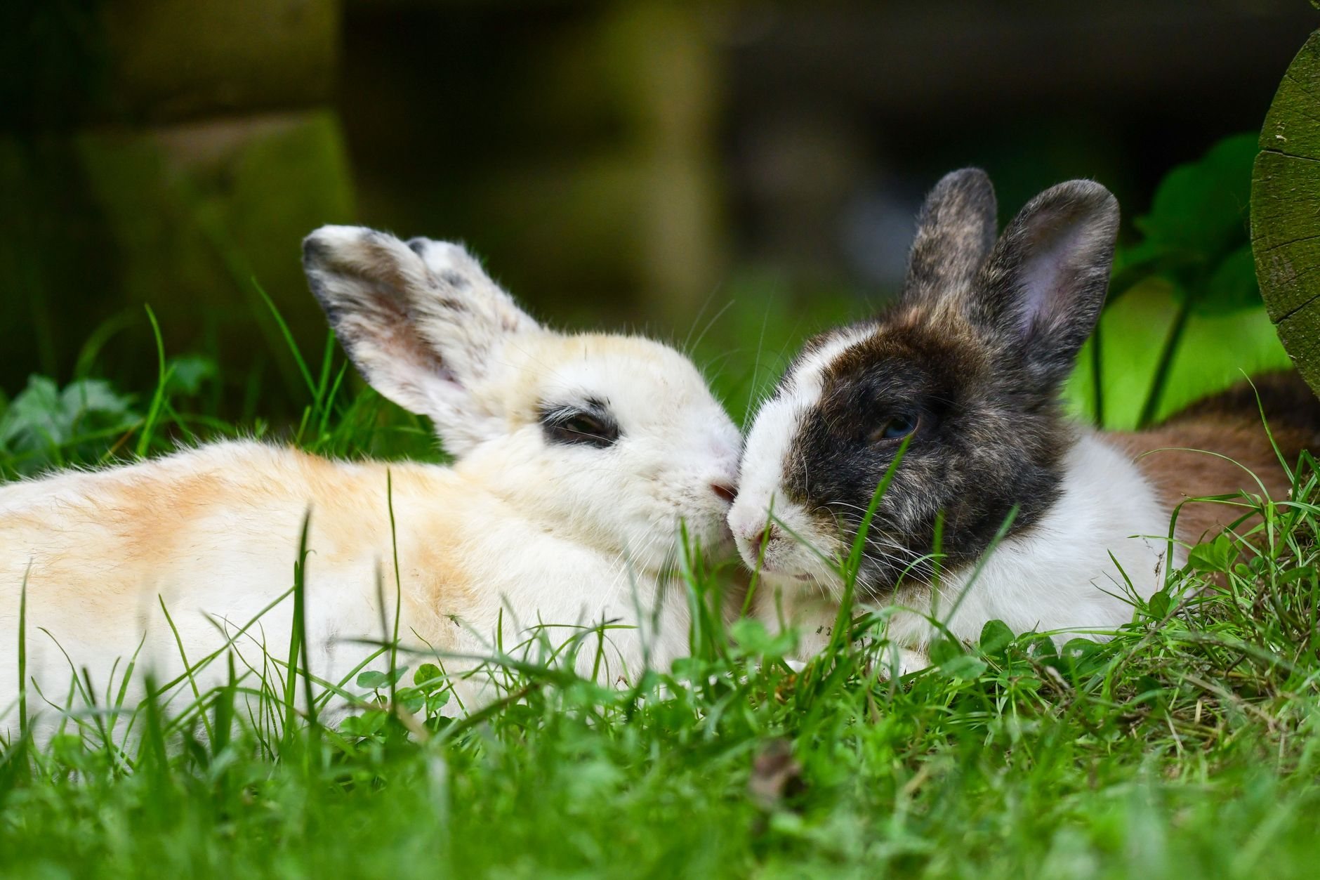 Kaninchen artgerecht halten: Was wirklich zählt