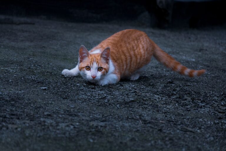 Katzenbeschäftigung in der Wohnung: Jagdinstinkt ausleben