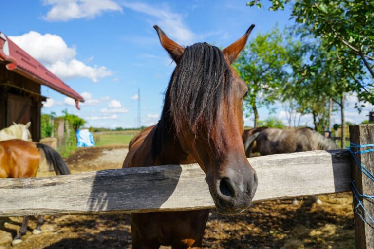 Pferd als Haustier: Haltung, Kosten & Pflege 2026