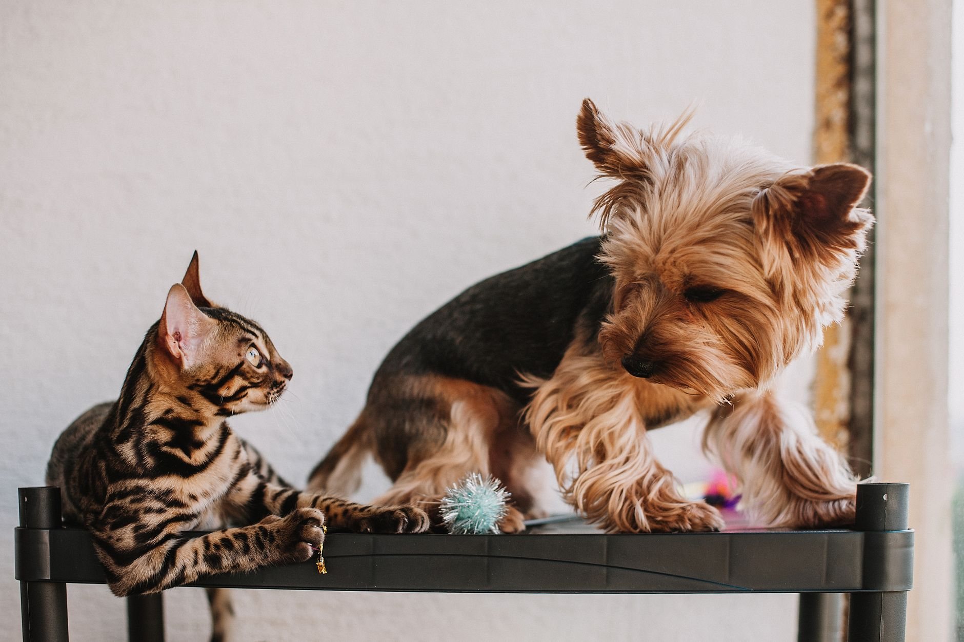 Umzug mit Haustier: Stressfrei für Hund und Katze